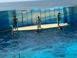 新江ノ島水族館に投稿された画像（2025/8/27）