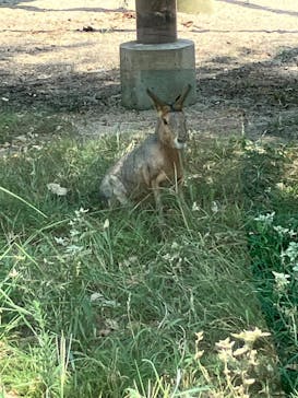 天王寺動物園に投稿された画像（2025/8/27）