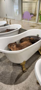 アニタッチ 東京ドームシティに投稿された画像（2025/8/27）