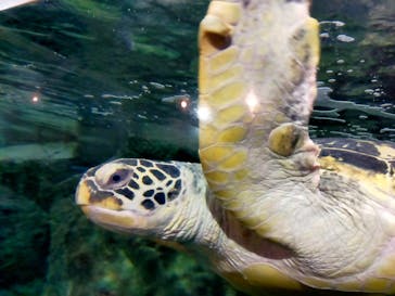 九十九島パールシーリゾートに投稿された画像（2025/8/27）