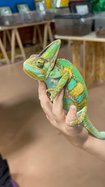 いきもの探検隊上尾に投稿された画像（2025/8/27）