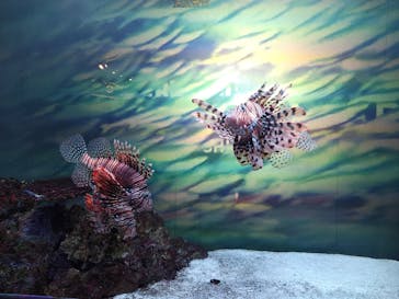 マクセル アクアパーク品川に投稿された画像（2025/8/27）