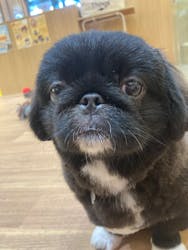 いぬカフェRio パークプレイス大分店に投稿された画像（2025/8/27）