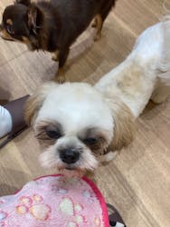 いぬカフェRio パークプレイス大分店に投稿された画像（2025/8/27）