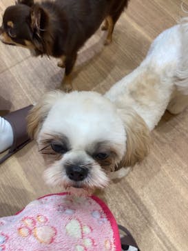 いぬカフェRio パークプレイス大分店に投稿された画像（2025/8/27）