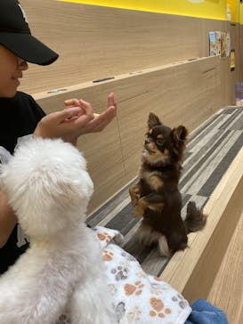 いぬカフェRio パークプレイス大分店に投稿された画像（2025/8/27）