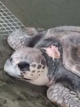 名古屋港水族館に投稿された画像（2025/8/27）