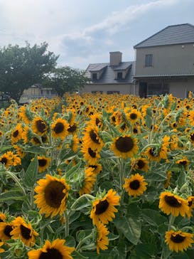 淡路ファームパーク イングランドの丘に投稿された画像（2025/8/27）