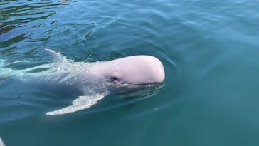 太地町立くじらの博物館に投稿された画像（2025/8/27）