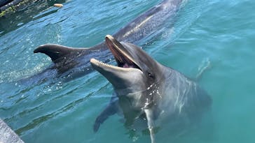 太地町立くじらの博物館に投稿された画像（2025/8/27）