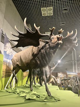特別展「氷河期展 〜人類が見た4万年前の世界〜」（国立科学博物館）に投稿された画像（2025/8/27）