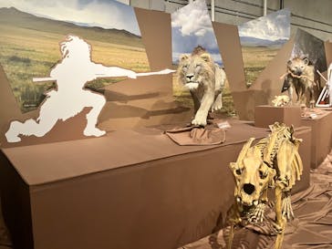 特別展「氷河期展 〜人類が見た4万年前の世界〜」（国立科学博物館）に投稿された画像（2025/8/27）
