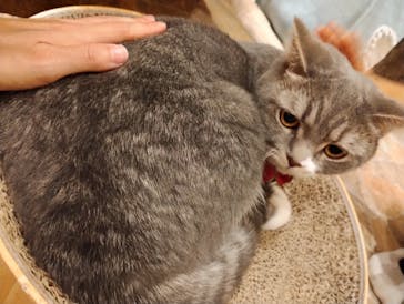 Cat Cafe てまりのおしろに投稿された画像（2025/8/27）