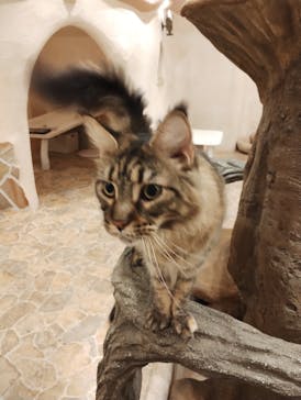 Cat Cafe てまりのおしろに投稿された画像（2025/8/27）