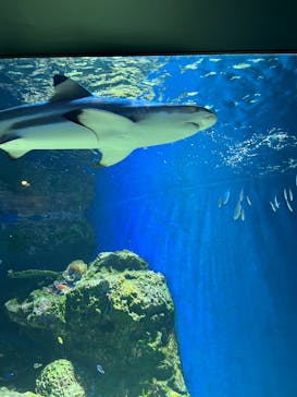 マクセル アクアパーク品川に投稿された画像（2025/8/27）