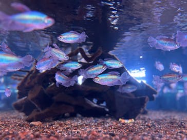 マクセル アクアパーク品川に投稿された画像（2025/8/27）