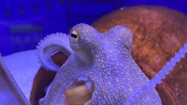 マクセル アクアパーク品川に投稿された画像（2025/8/27）