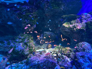 マクセル アクアパーク品川に投稿された画像（2025/8/27）