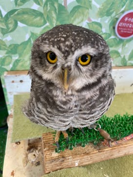 Moff animal world BIGHOPガーデンモール印西店に投稿された画像（2025/8/27）