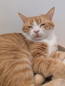 Cat Café MOFF 名古屋PARCO店に投稿された画像（2025/7/5）