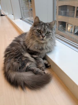 Cat Café MOFF 名古屋PARCO店に投稿された画像（2025/7/5）