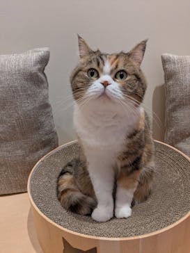 Cat Café MOFF 名古屋PARCO店に投稿された画像（2025/7/5）