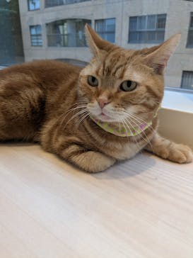 Cat Café MOFF 名古屋PARCO店に投稿された画像（2025/7/5）