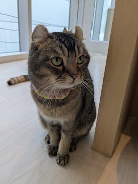 Cat Café MOFF 名古屋PARCO店に投稿された画像（2025/7/5）