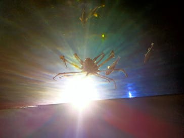 竹島水族館に投稿された画像（2025/8/27）