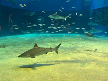 沖縄美ら海水族館に投稿された画像（2025/8/27）