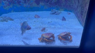 沖縄美ら海水族館に投稿された画像（2025/8/27）