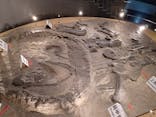 福井県立恐竜博物館に投稿された画像（2025/8/28）