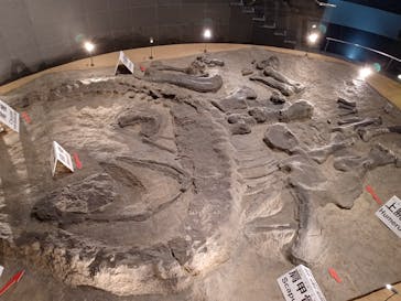 福井県立恐竜博物館に投稿された画像（2025/8/27）