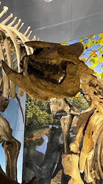 福井県立恐竜博物館に投稿された画像（2025/8/27）