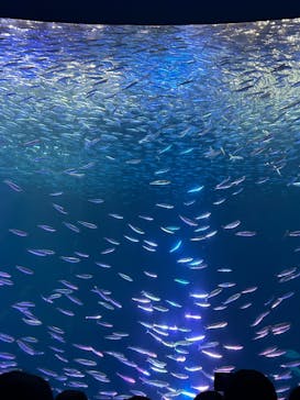 名古屋港水族館に投稿された画像（2025/8/28）