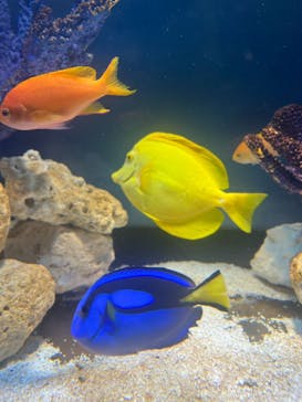 サンシャイン水族館に投稿された画像（2025/8/28）