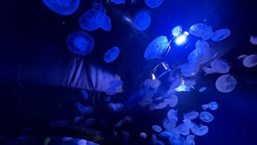 サンシャイン水族館に投稿された画像（2025/8/28）