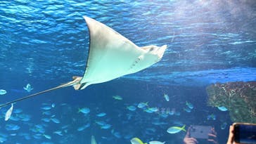サンシャイン水族館に投稿された画像（2025/8/28）