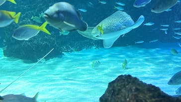 サンシャイン水族館に投稿された画像（2025/8/28）