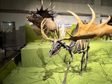 特別展「氷河期展 〜人類が見た4万年前の世界〜」（国立科学博物館）に投稿された画像（2025/8/28）