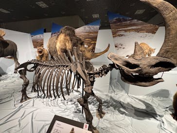 特別展「氷河期展 〜人類が見た4万年前の世界〜」（国立科学博物館）に投稿された画像（2025/8/28）