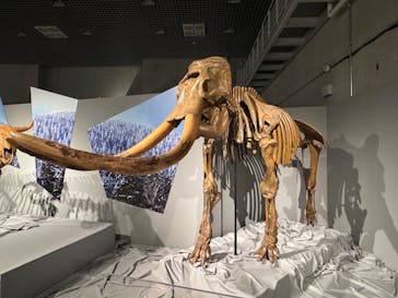 特別展「氷河期展 〜人類が見た4万年前の世界〜」（国立科学博物館）に投稿された画像（2025/8/28）