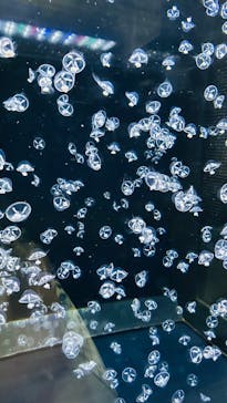 アクアワールド茨城県大洗水族館に投稿された画像（2025/8/28）