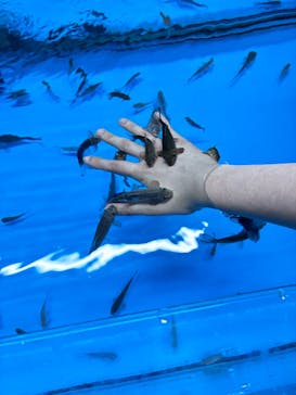 越前松島水族館に投稿された画像（2025/8/28）