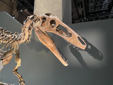 福井県立恐竜博物館に投稿された画像（2025/8/28）