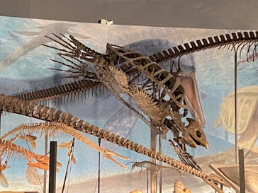 福井県立恐竜博物館に投稿された画像（2025/8/28）