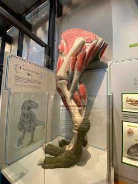 福井県立恐竜博物館に投稿された画像（2025/8/28）