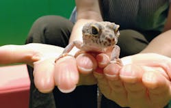 リトルモンスター展～「うゎっ」と「ぅわぁ～」のいきものたち～ @新潟県立自然科学館に投稿された画像（2025/8/28）