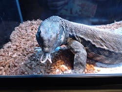 リトルモンスター展～「うゎっ」と「ぅわぁ～」のいきものたち～ @新潟県立自然科学館に投稿された画像（2025/8/28）