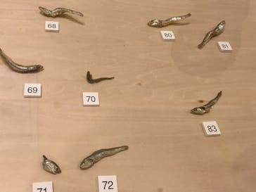 キボリノコンノ展 ＠静岡市清水文化会館マリナートに投稿された画像（2025/8/28）